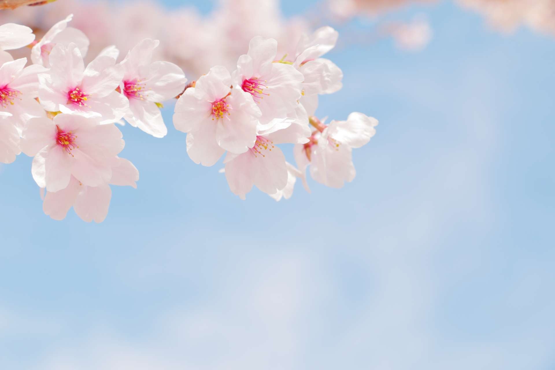 『新宿御苑』『代々木公園』お花見デリバリー🌸ラピのお花見デリバリーなら、準備も片付けも簡単！ 